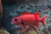 SeaLife-Fish-Red1