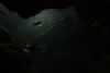 SeaLife-Fish1
