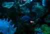 SeaLife-Fish2