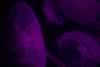 SeaLife-JellyFish10