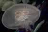 SeaLife-JellyFish12