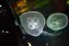 SeaLife-JellyFish13