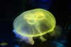 SeaLife-JellyFish14