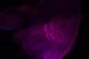 SeaLife-JellyFish15