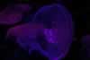 SeaLife-JellyFish16