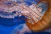 SeaLife-JellyFish1