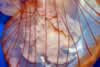 SeaLife-JellyFish2