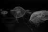 SeaLife-JellyFish4
