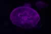 SeaLife-JellyFish5