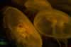 SeaLife-JellyFish7
