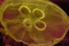 SeaLife-Jellyfish3