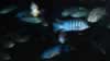 Fish4