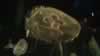 GelFish4