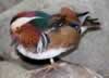 Distance Duck
