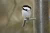 Finch