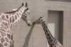Giraffes