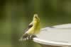 Goldfinch