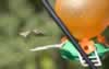 Hummingbird