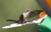 Hummingbird