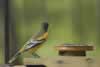 Oriole