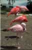 Flamingos