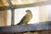 Trapped Goldfinch