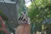 Begging Lemur