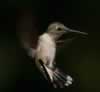Hummingbird