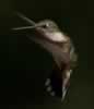 Hummingbird