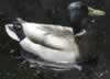 Mallard