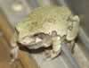 Toad